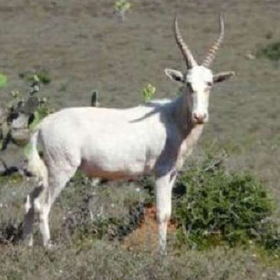 White Blesbok
