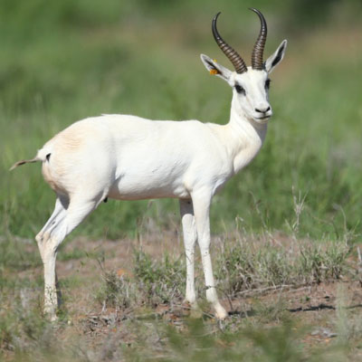 White Springbok
